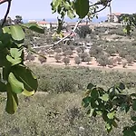 Il Giardino Degli Ulivi *