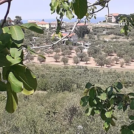 Il Giardino Degli Ulivi *